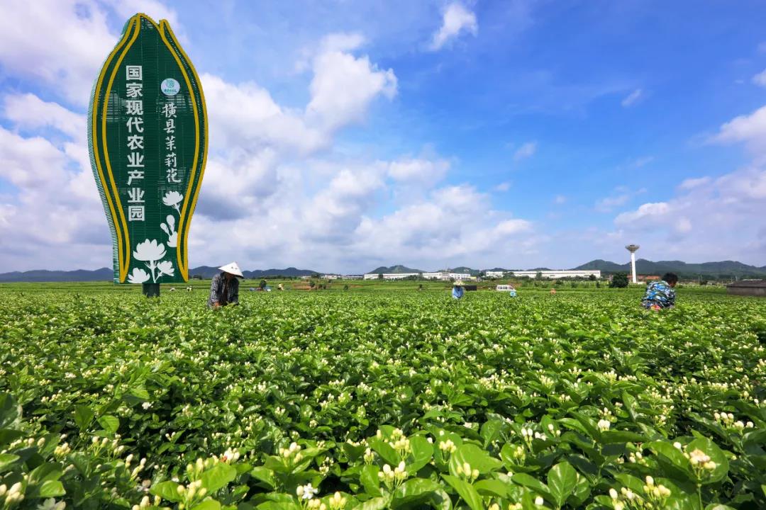 你好,横州市!横县举行撤县设市揭牌仪式